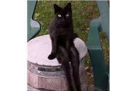 喵喵喵～長腿黑美女路邊晃腳　擺出撩人姿勢（臉書影片）