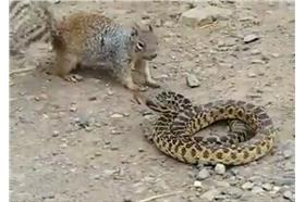 松鼠大戰蛇／youtube