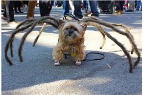 狗狗萬聖節／huffingtonpost