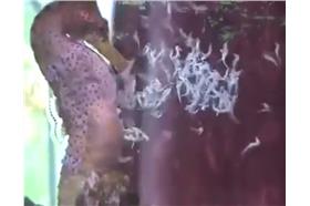 噴噴噴！公海馬噴出大團「白色物體」　好多小寶寶被射出來（臉書影片）