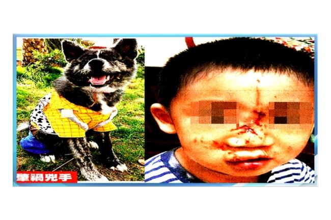 毛小孩變猛獸！三歲童慘被「啃臉」
