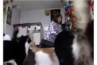 驚人！婦人把貓當池塘的魚群餵...