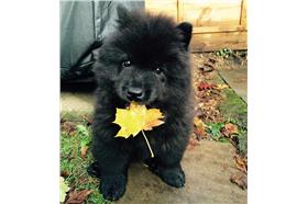 Misiu/翻攝自英國《每日郵報》