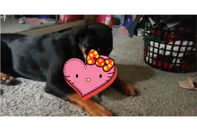影／貓狗曬恩愛？舔舔舔～就是要你！
