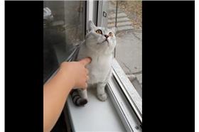 貓咪專注/翻攝自youtube