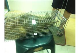 捕鼠籠抓貓(PTT)