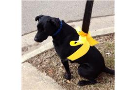 茂呂美耶(名家)