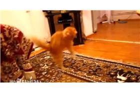 貓變身超級瑪莉　圖／翻攝自ERA FM & ERA TV　臉書