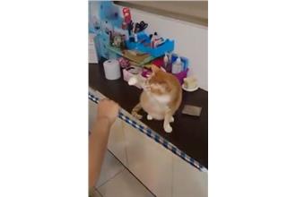 是什麼東西讓小橘貓一秒嚇傻了？