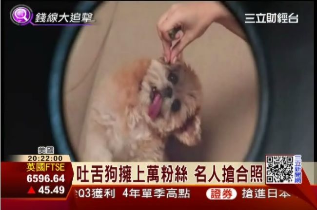 歪頭吐舌耍萌　流浪狗變身網路狗明星