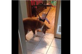 好傻好天真！狗狗踩影子老半天　小主人看得笑哈哈（臉書）