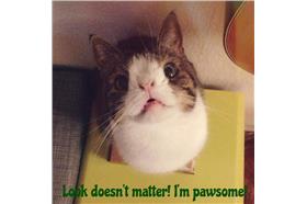 (名家)扁臉貓Monty_卡卡洛普