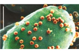 病毒/翻攝自英國《都市報》