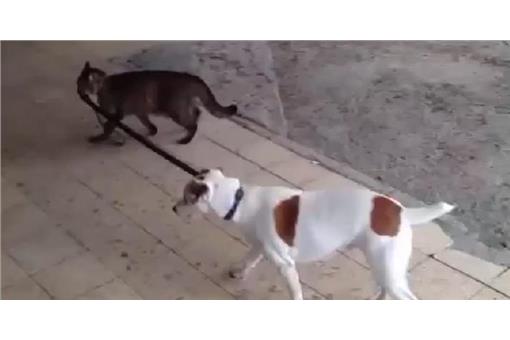 喵星人遛狗狗　圖／翻攝自haberinbizden.com臉書