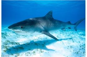 虎鯊、鯊魚/翻攝自英國《每日郵報》