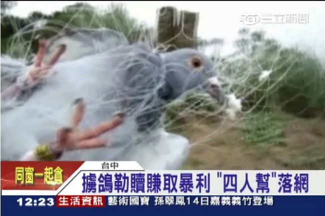 集團擄鴿威脅飼主　不法獲利十萬元！
