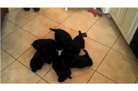 狗狗風扇　圖／翻攝自Rádio Globo臉書