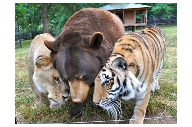 熊、獅子、老虎一段跨越種族的友情！