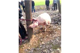 豬/翻攝自新浪微博