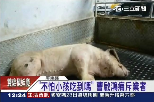直搗病死豬場！曹啟鴻痛斥：罪孽