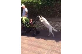 狗_Alex Colle粉專