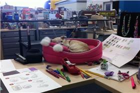 名家（愛毛孩）