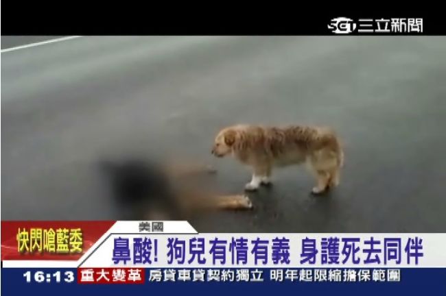 鼻酸！同伴曝屍路旁　毛小孩忠心守護