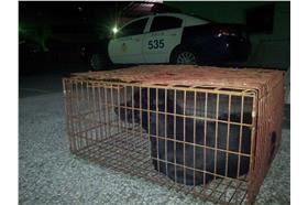 北港殺狗販落網-侯凱文臉書