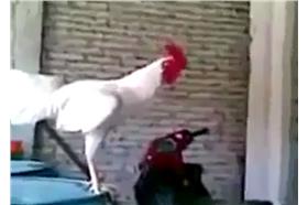 公雞_ZMENTA.ro粉專