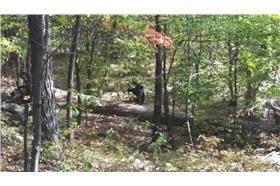 野生黑熊／英國都市報