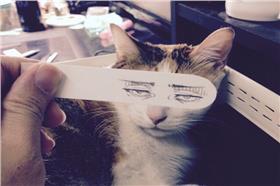 貓咪蒙太奇主圖