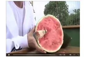 擊破西瓜＿擷自臉書