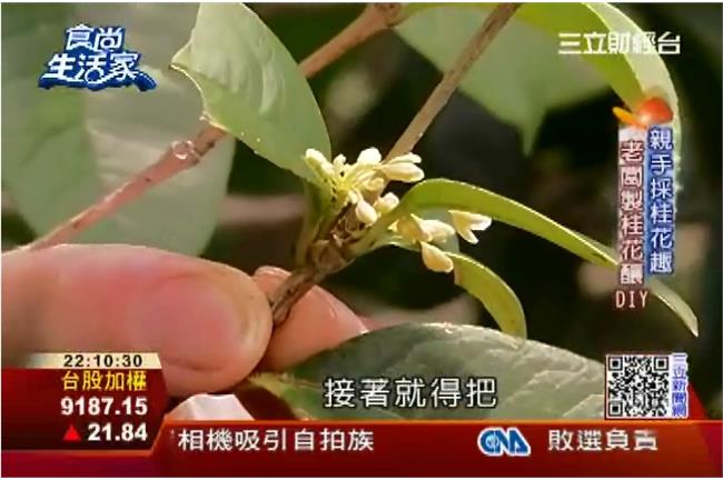 石碇桂花香　桂花大餐口水直流