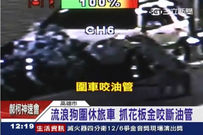 大批流浪狗圍攻　休旅車遭咬面目全非
