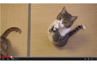 捨不得拒絕！小灰貓合掌「拜託」超萌