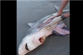 鯊魚（Photo Credit：YouTube