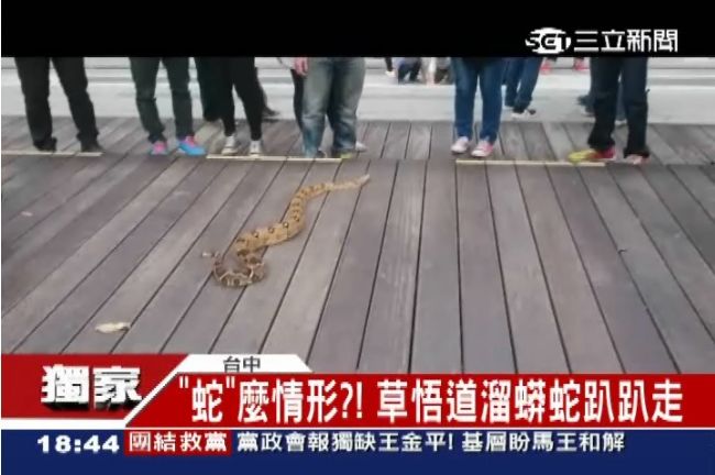 遛狗、遛貓不稀奇！這裡有人在遛蟒蛇