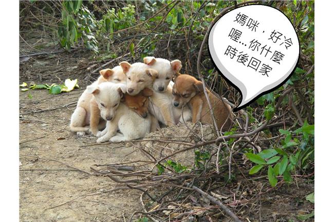 鼻酸！毛小孩寒風中相依取暖等媽回家