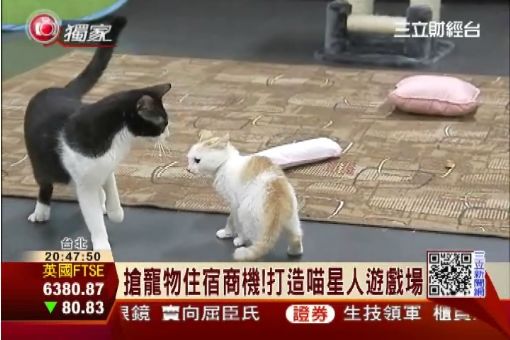 藝人羅瑤創業!砸500萬開寵物旅館|三立財經台CH88
