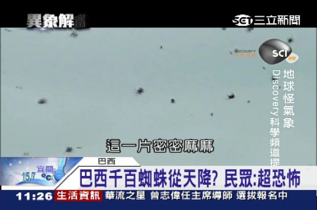毛骨悚然！天降「蜘蛛雨」密密麻麻