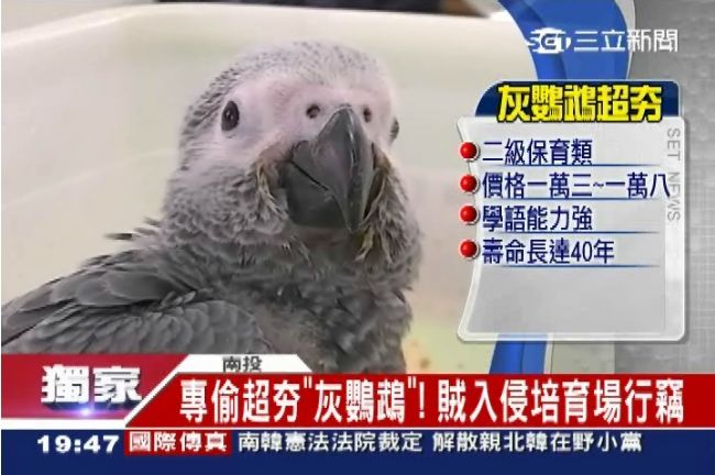 專偷超夯灰鸚鵡　賊入侵培育場行竊