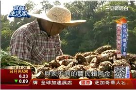 傻勁堅持14年　有機芋頭收成飆漲！