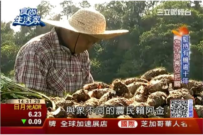 傻勁堅持14年　有機芋頭收成飆漲！