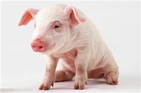 農委會：明年過年豬價可能下跌（中華民國養豬協會豬價即時通報）