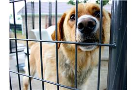 狗狗（Flickr-Sonia Su）