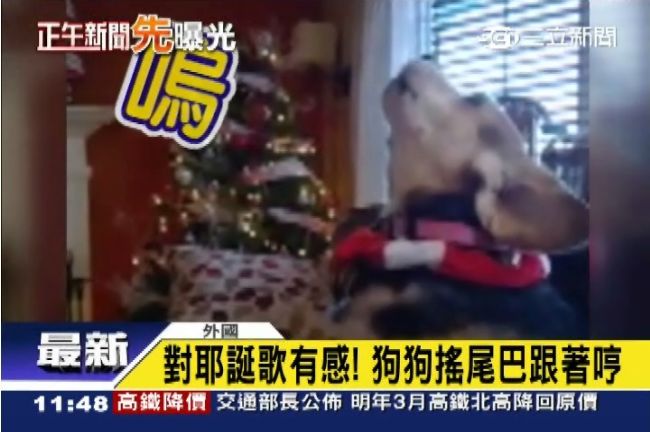 對聖誕歌有感！毛小孩竟然跟著唱