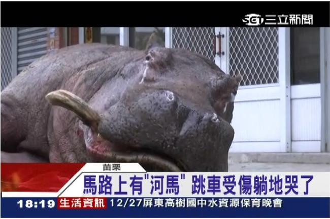 影／砰！河馬跳車摔斷牙　駕駛不知去向