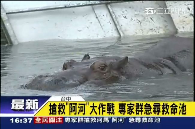 阿河滑進新家　等待獸醫協助療傷止痛