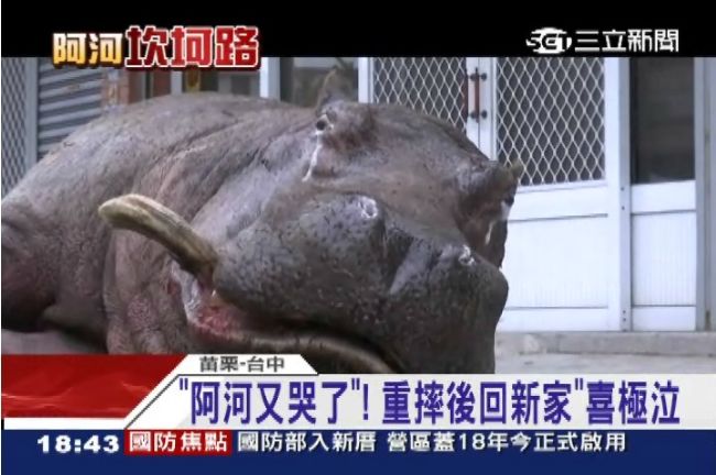 阿河不做標本了　遺體分2天火化