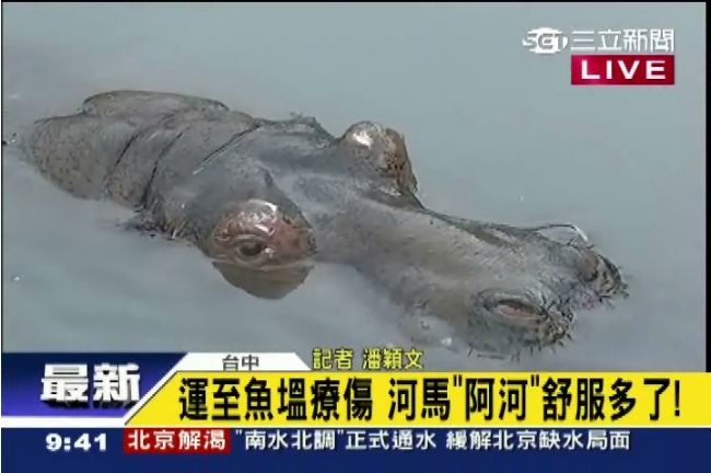 河馬「阿河」搬進新家　躺魚塭休養